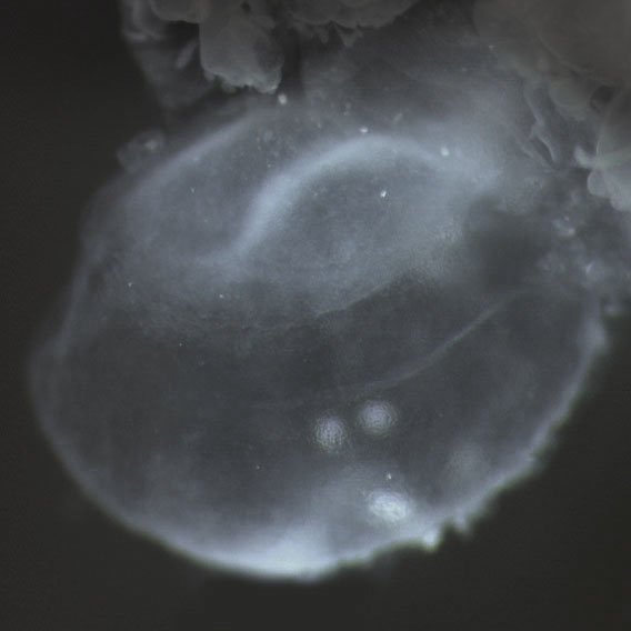 CS8 3-D model — HDBR Atlas